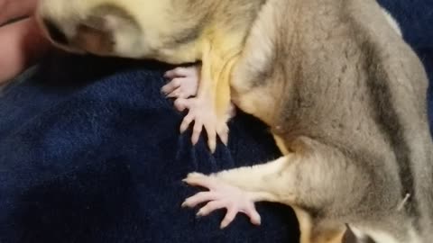 Honey bag glider, Australian marsupial