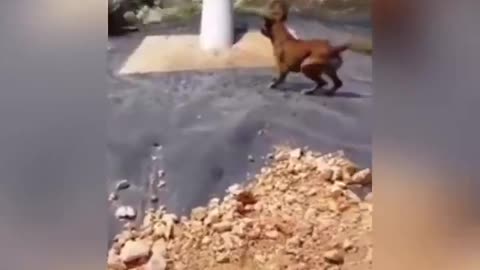 Crocodile eats a dog