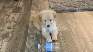 Puppy is totally confused when "confronted" by plastic bottle