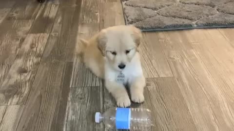 Puppy is totally confused when "confronted" by plastic bottle