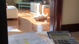 Corgi Basks in the Living Room Sunshine