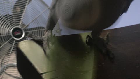 Parrot plays tug of war with Straw