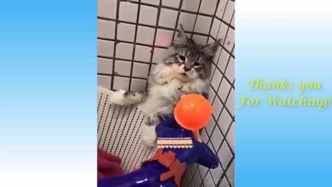 Funny Cats and Cute Kittens Compilation