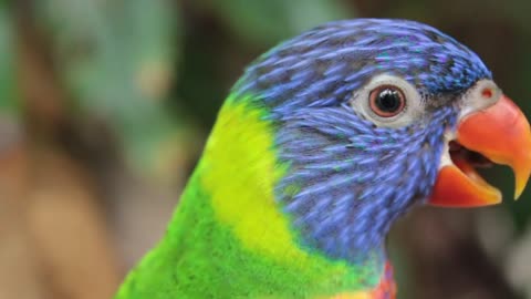 Parrot BirdColorful