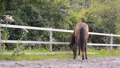 Horse | Beach | Forest | Animal