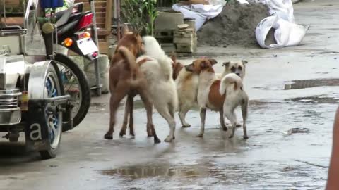 Dog Fighting in the Far East