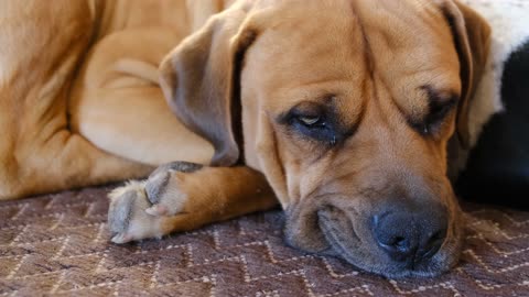 Odysseus resting after training