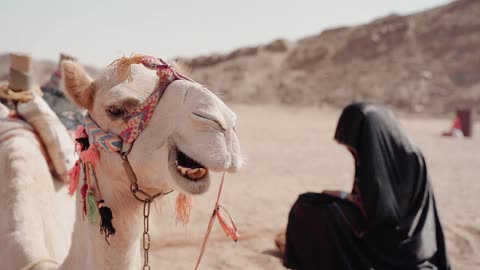 Camel Chronicles: Journeys with the Ship of the Desert