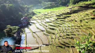 Landscape rice field in Nepal |