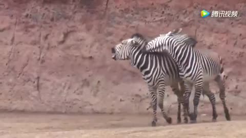 Zebra courtship process