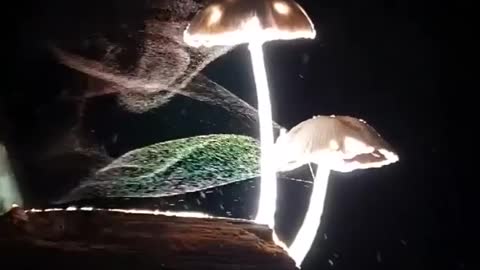 Mushroom releasing spores