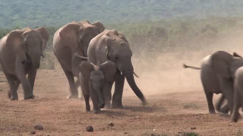 African elephants walking on a dusty ground
