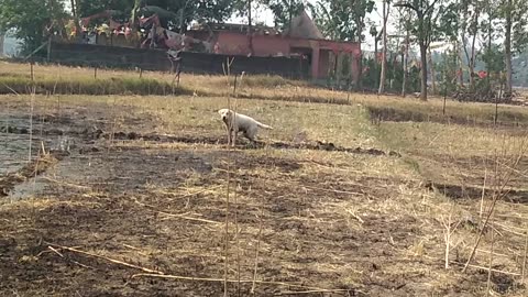 my dog catching crane