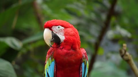 Beautiful Red parrot, beau perroquet rouge