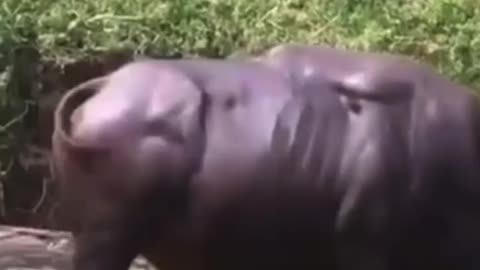 Giant bull in bandipur india