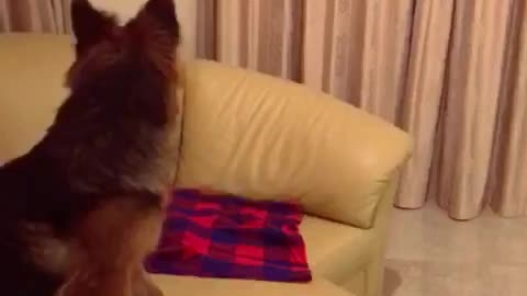 7 months gsd playing What the fluff challenge