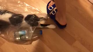 Kitten attack from in a sack