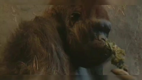 Nature 11 orangutans
