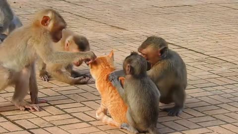 Monkey vs dog real fight | funny dog vs monkey video l funny video l comedy videos