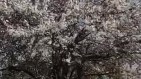 Beautiful Apricot Tree Blooming