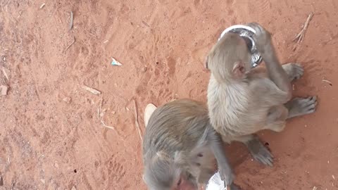 Monkey in hungry in forest 😳🥺 #monkey #forest #enjoy #animallover