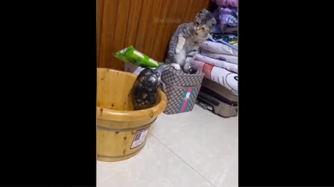 FUNNY MOMENTS OF CAT