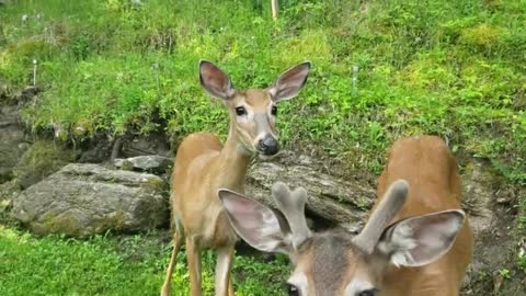 Friendly deer show up on woman's property to meet her