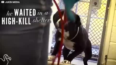 Dog gets adopted and becomes super happy