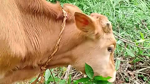 Cows in village