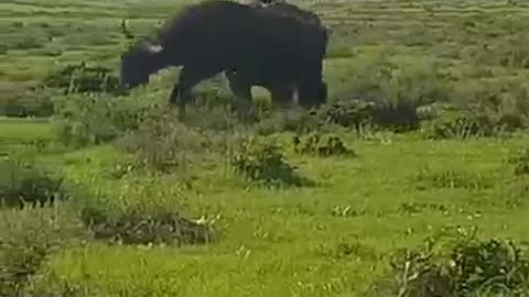 When a rhino and a buffalo go head-to-head, an earth-shaking encounter erupts!