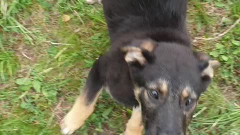 Playful dog outside !