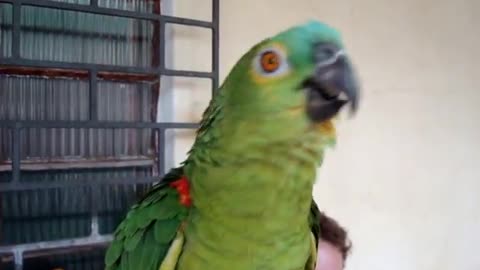 Parrot singing opera (original video)