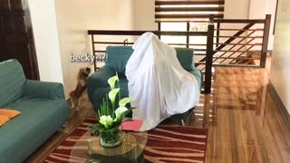 Owner Plays Epic Game Of Hide-and-seek With Her Doggy