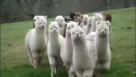 funny videos of animals LOL