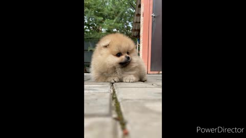 Cutest Dog Video, Cutest Puppy