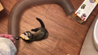 Cute ferret and one more new toy.
