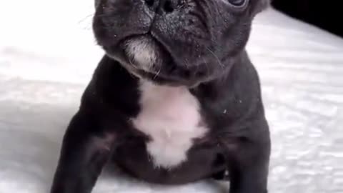 Cute little bulldog