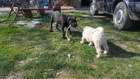 Bichon Frise and Cane Corso puppy gameplay