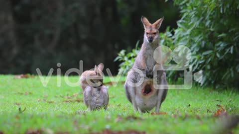 Good footage of a wallaby kangaroo mother with a baby in pouch 3