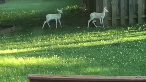 Deer Brings Albino Fawns for Daily Visits