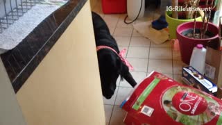 Black dog sticking head in dog food bag