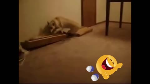 Funny Dog sleep walking