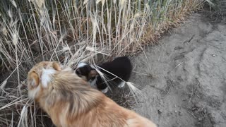 Baby Boy Loves To Play With Corgi Puppies