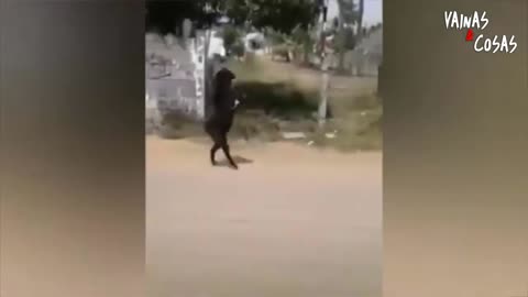 amazing a goat walking on two legs