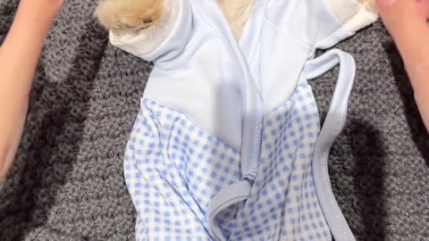 A well-dressed puppy