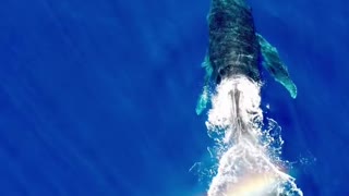 Whale in Maui, Hawaii