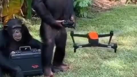 The monkey controls the drone.