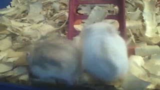 2 hamsters se divertem na loja de animais, parecem ser irmãos [Nature & Animals]