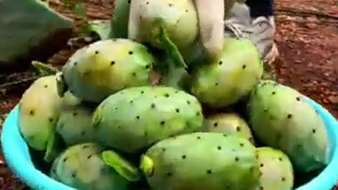 Harvest Cactus fruit #fruitgarden #farming