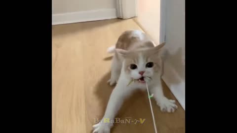 Funny Cats